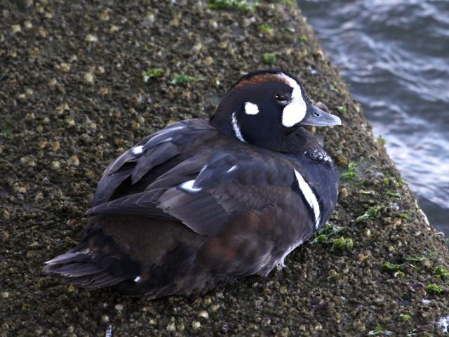 Harlequin Duck